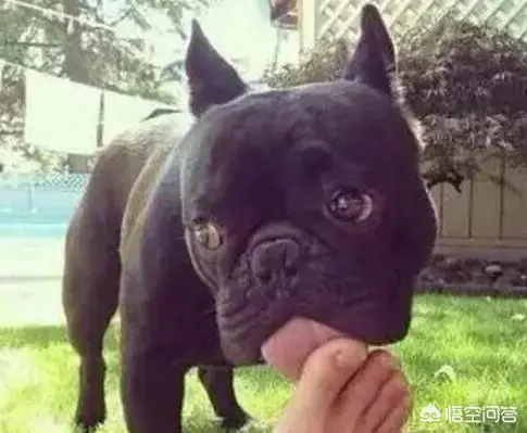 狗为什么喜欢舔主人的脚?-图片1