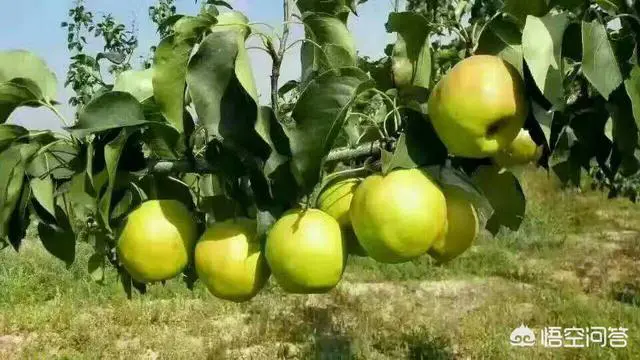 山西最好吃的梨在哪里?-图片1