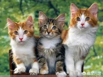哪个牌子的猫粮比较好吃?-图片1