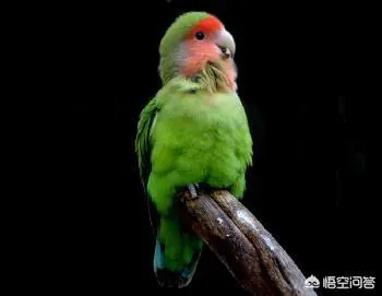 个人如何饲养葵花鹦鹉?-图片3