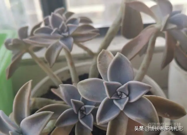多肉植物的肉能吃吗?-图片1