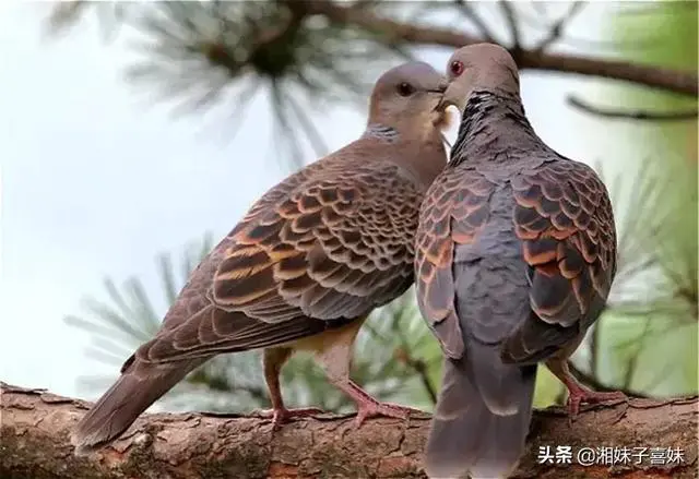 晚上找斑鸠的方法是什么?
