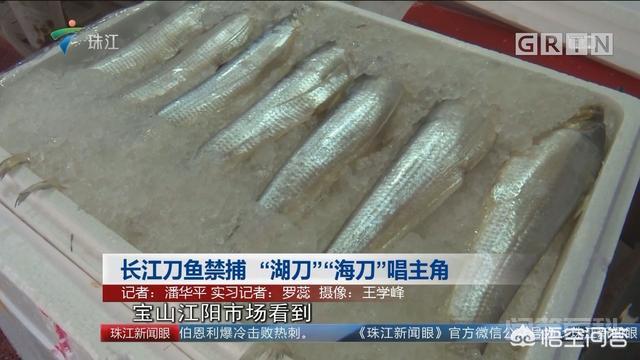 有人说野生长江刀鱼珍贵稀有且价格昂贵,但养殖的人却很少,对此你怎么看?为什么呢?-图片3