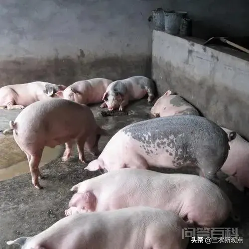 乡村振兴拉开序幕,曾经风靡一时的农村种养还会卷土重来吗?-图片2