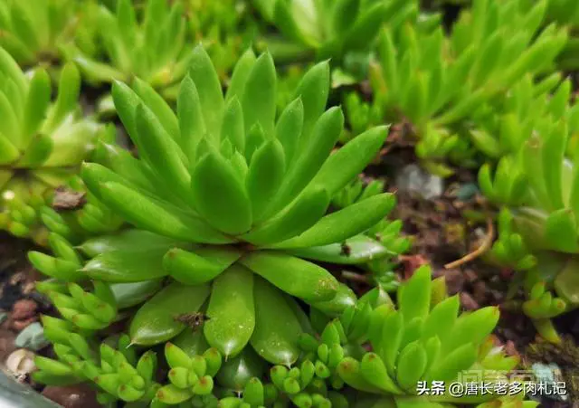 多肉植物的肉能吃吗?-图片2