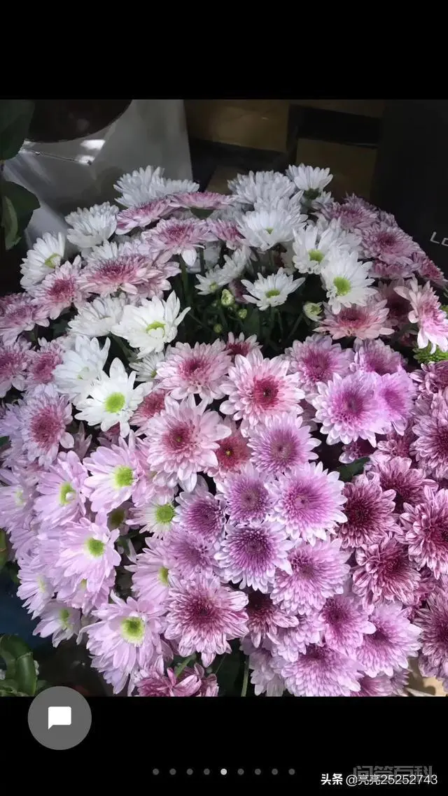 你知道在什么朝代皇家最喜欢欣赏菊花?菊花对我们民众有何受益?-图片2