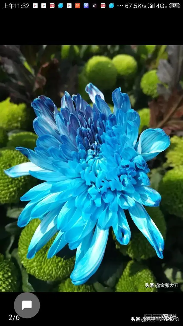你知道在什么朝代皇家最喜欢欣赏菊花?菊花对我们民众有何受益?-图片5