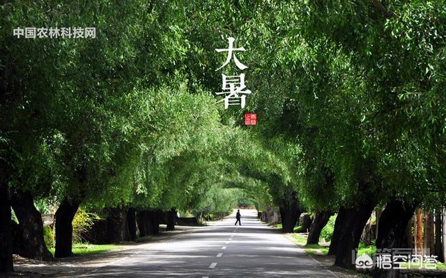 大暑节气是一个怎样的存在?-图片1