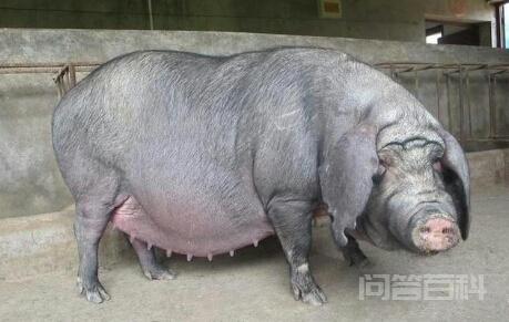 家猪与野猪的区别在哪?-图片3