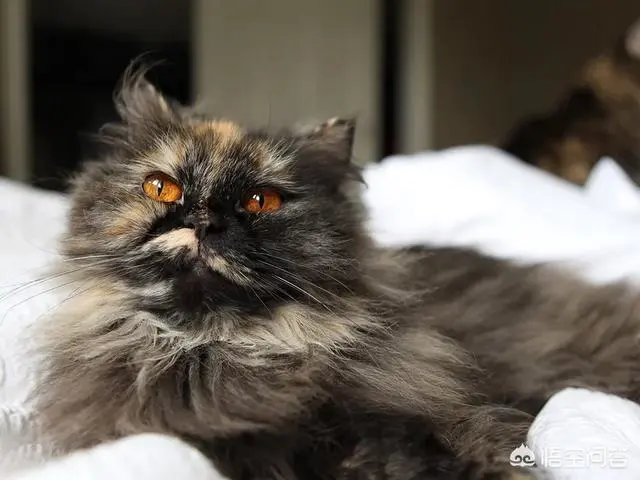 哪个牌子的猫粮比较好吃?-图片2