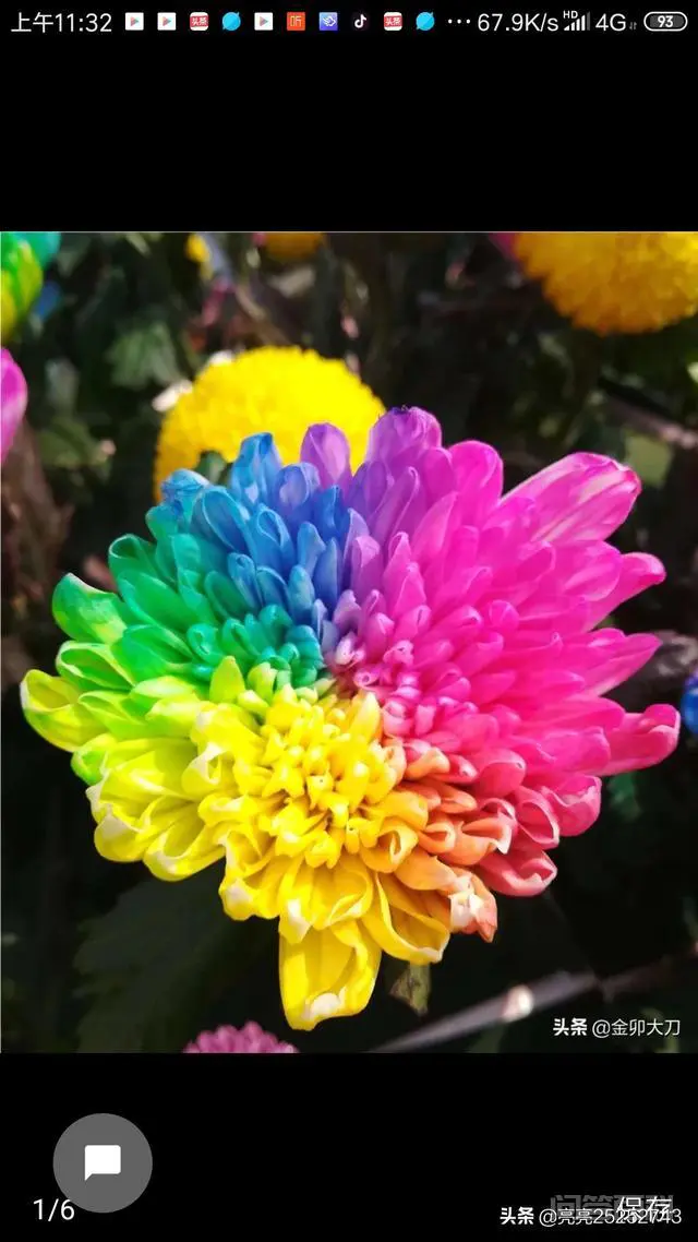 你知道在什么朝代皇家最喜欢欣赏菊花?菊花对我们民众有何受益?-图片4