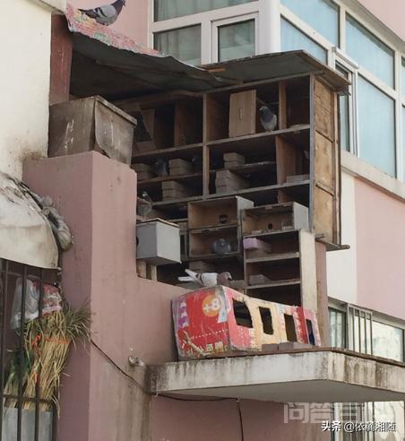 家养鸽子在窝里总听到红隼的叫声会怎么样?-图片3