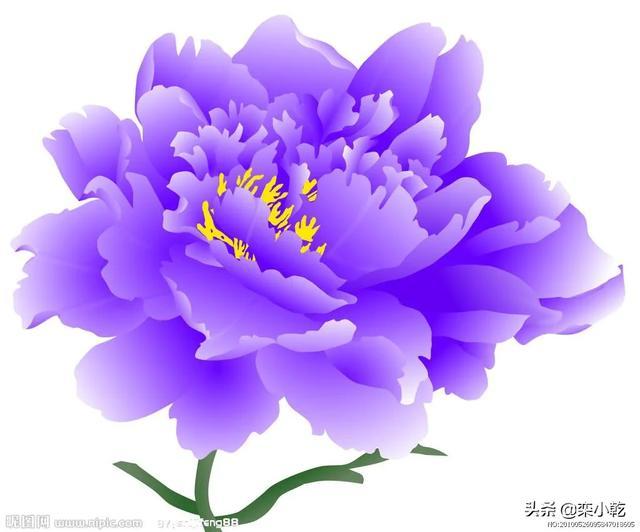 牡丹为什么被称为国色天香?