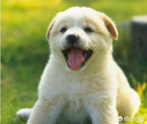 狗为什么喜欢舔主人的脚?-图片2