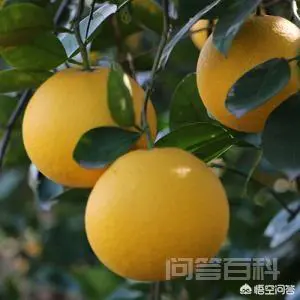 浙江常山县有哪些土特产?-图片1