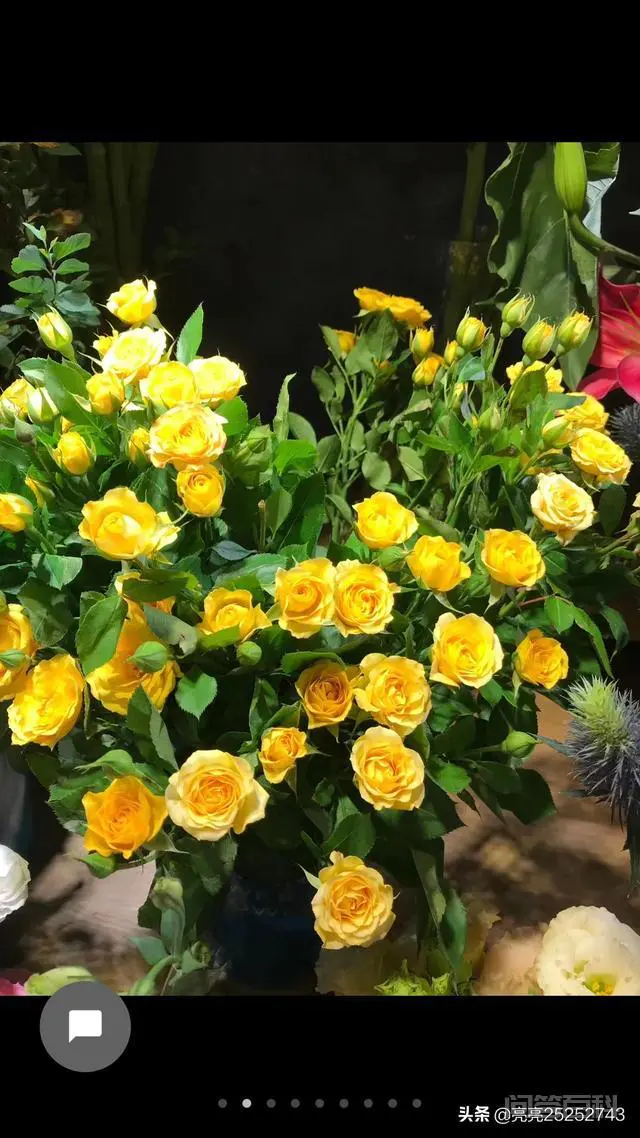 你知道在什么朝代皇家最喜欢欣赏菊花?菊花对我们民众有何受益?-图片3