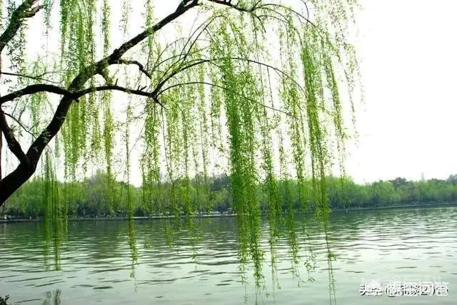 农村老话“看春要看柳,柳开犁儿耕”是什么意思?-图片1