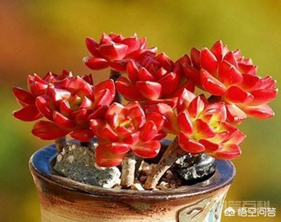我的火焰蒂亚为什么不红?蒂亚要怎样才能养的更红?-图片1
