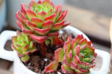 我的火焰蒂亚为什么不红?蒂亚要怎样才能养的更红?-图片3