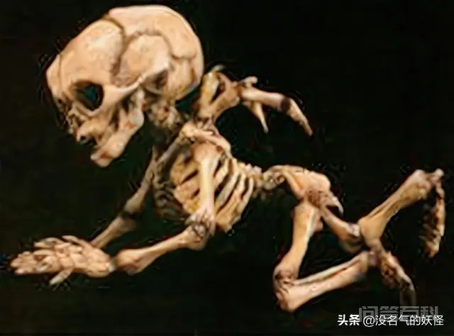 人类发现“天使”和“精灵”的化石,难道长翅膀的人真的存在?-图片1