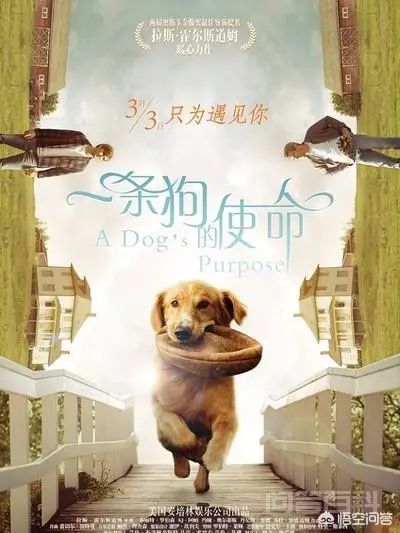 你看过关于狗狗的电影有哪些呢?什么电影印象最深刻呢?-图片2