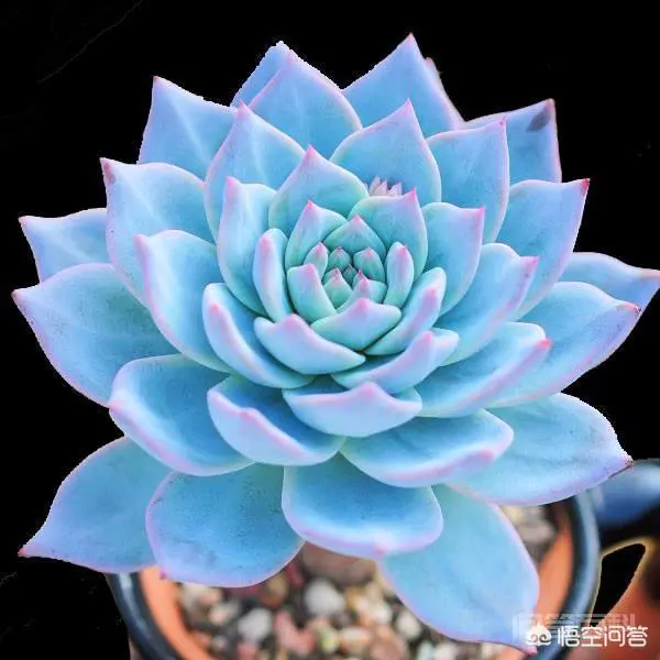 杀扑磷禁用以后,蚧壳虫该如何防治?-图片3