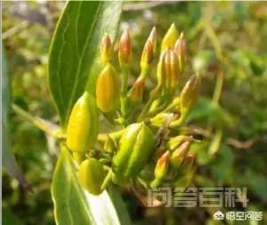 中文学名:大茶药(钩吻),别名:断肠草。用于喂猪有什么作用,能防瘟疫吗?-图片4