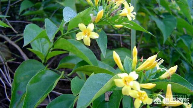中文学名:大茶药(钩吻),别名:断肠草。用于喂猪有什么作用,能防瘟疫吗?-图片2