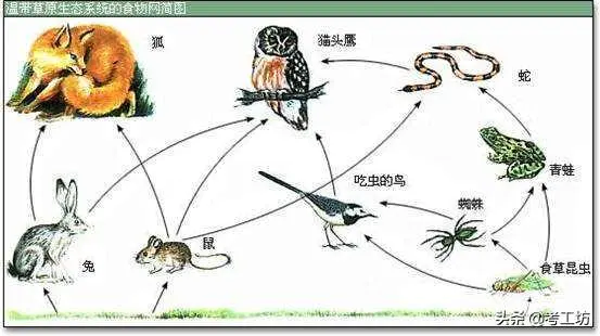 生物链的例子有哪些?