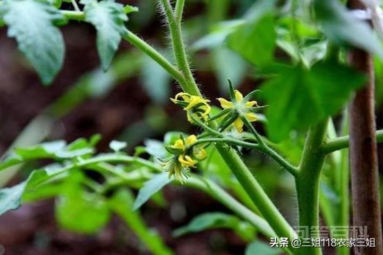 如何防治西红柿的病虫害?-图片4