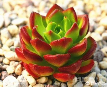 我的火焰蒂亚为什么不红?蒂亚要怎样才能养的更红?-图片2