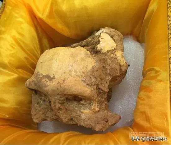 原始人真的能狩猎大型食肉动物吗?-图片2