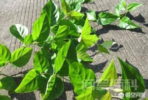 中文学名:大茶药(钩吻),别名:断肠草。用于喂猪有什么作用,能防瘟疫吗?-图片1