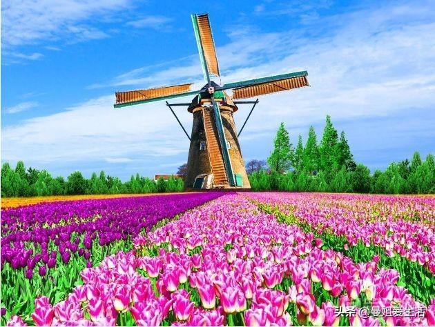 荷兰国家简介?荷兰的国花?-图片2