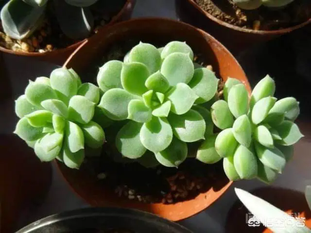 杀扑磷禁用以后,蚧壳虫该如何防治?-图片2