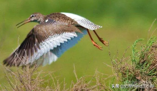 为什么丘鹬在地上走路的时候总是伸出一只脚摇晃身子呢?-图片4