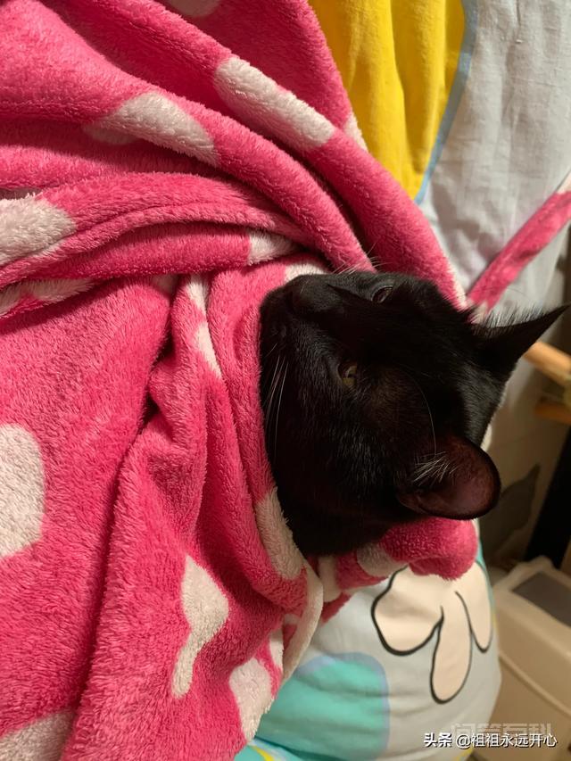国产猫粮哪些品牌属于大厂猫粮？求推荐？-图片6