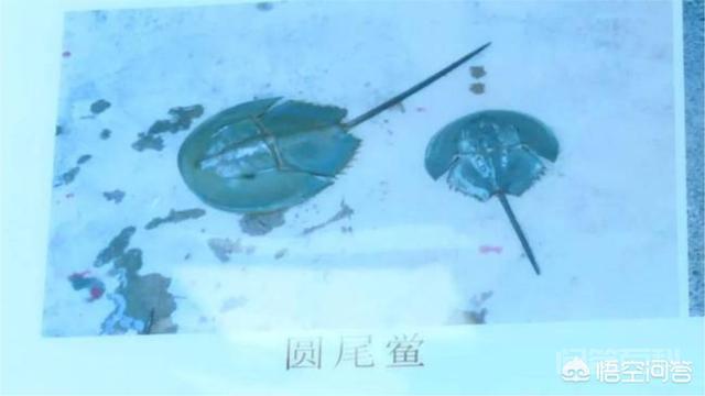 广西一家人吃鲎后一人中毒昏迷一人死亡,对此你怎么看?-图片2