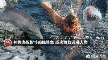 “自古就有海豚救人”,你知道海豚为什么会救人吗?-图片2