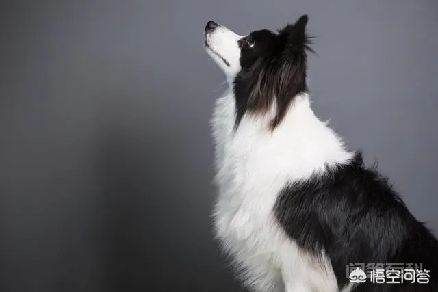 为什么饲养边境牧羊犬的人不是很多?有什么缺点?-图片1