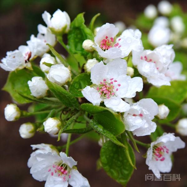 名句“一树梨花压海棠”,这究竟有什么深意?-图片1