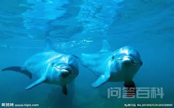 海豚的智商到底有多高?-图片3