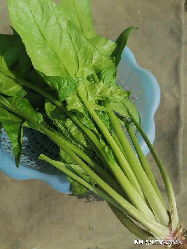什么原因导致菜价大涨?-图片5