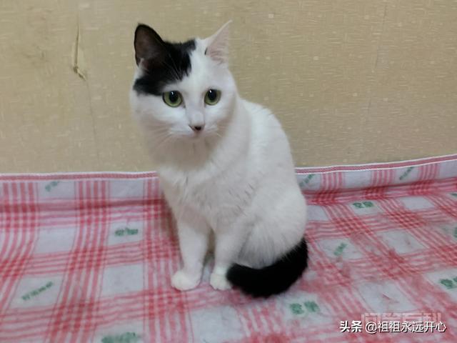 国产猫粮哪些品牌属于大厂猫粮？求推荐？-图片4