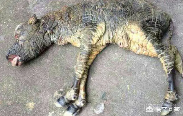 农村经常说“牛生麒麟猪生象”,有人见到过吗?听过猪生“象”,那牛能生“麒麟”吗?-图片3