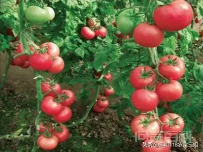 如何防治西红柿的病虫害?-图片5