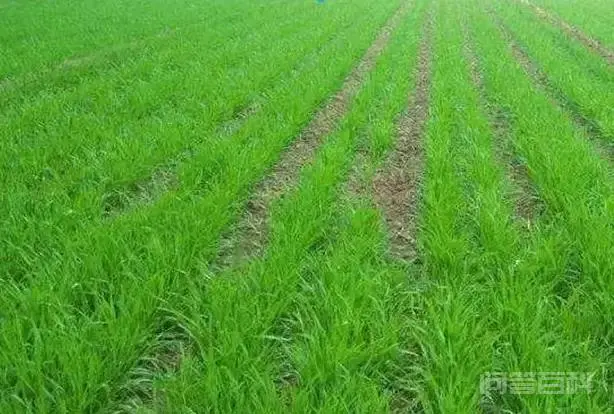 小麦播种后因土壤干迟迟不出苗,麦种多长时间会变质影响发芽?-图片4
