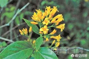 大茶药喂怀孕母猪会导致流产吗?-图片3