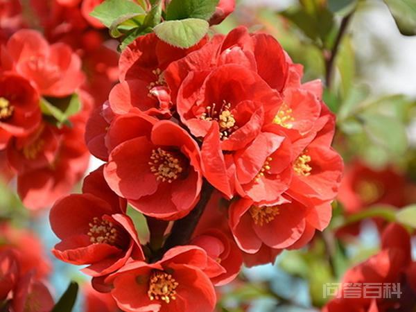名句“一树梨花压海棠”,这究竟有什么深意?-图片4