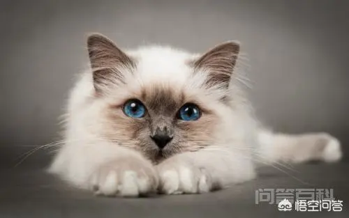十二星座各自适合养什么宠物?性格搭配才是关键?-图片2